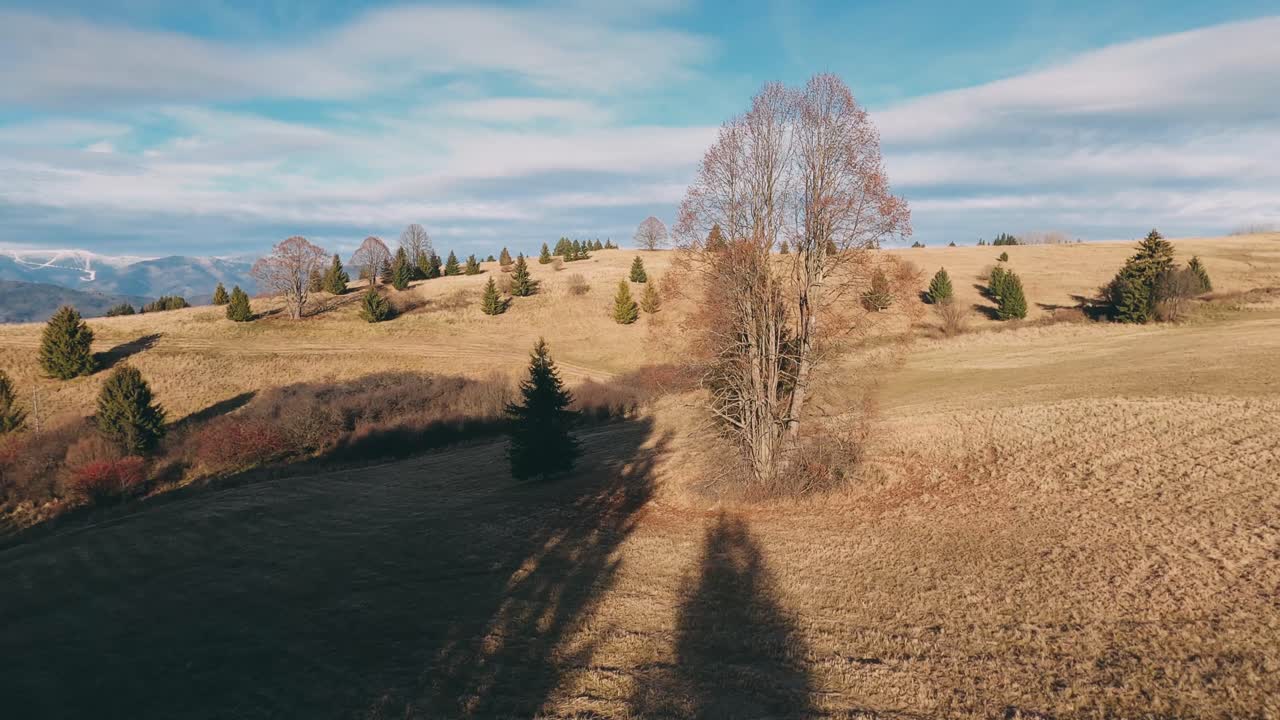 늦은 가을 일몰 동안 언덕 위의 나무 사이를 날아다니는 공중 경주 드론