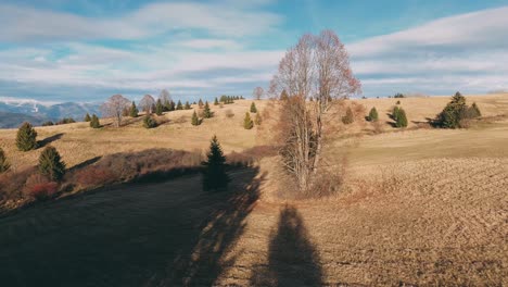 drone de carreras aéreas volando entre árboles en una colina durante la puesta de sol de otoño