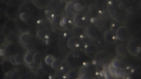 pan across human sperm cells seen under high magnification