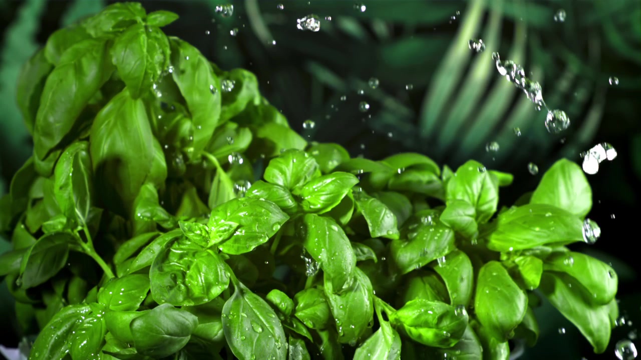 Foglie di basilico verde fresco con goccioline d'acqua al rallentatore