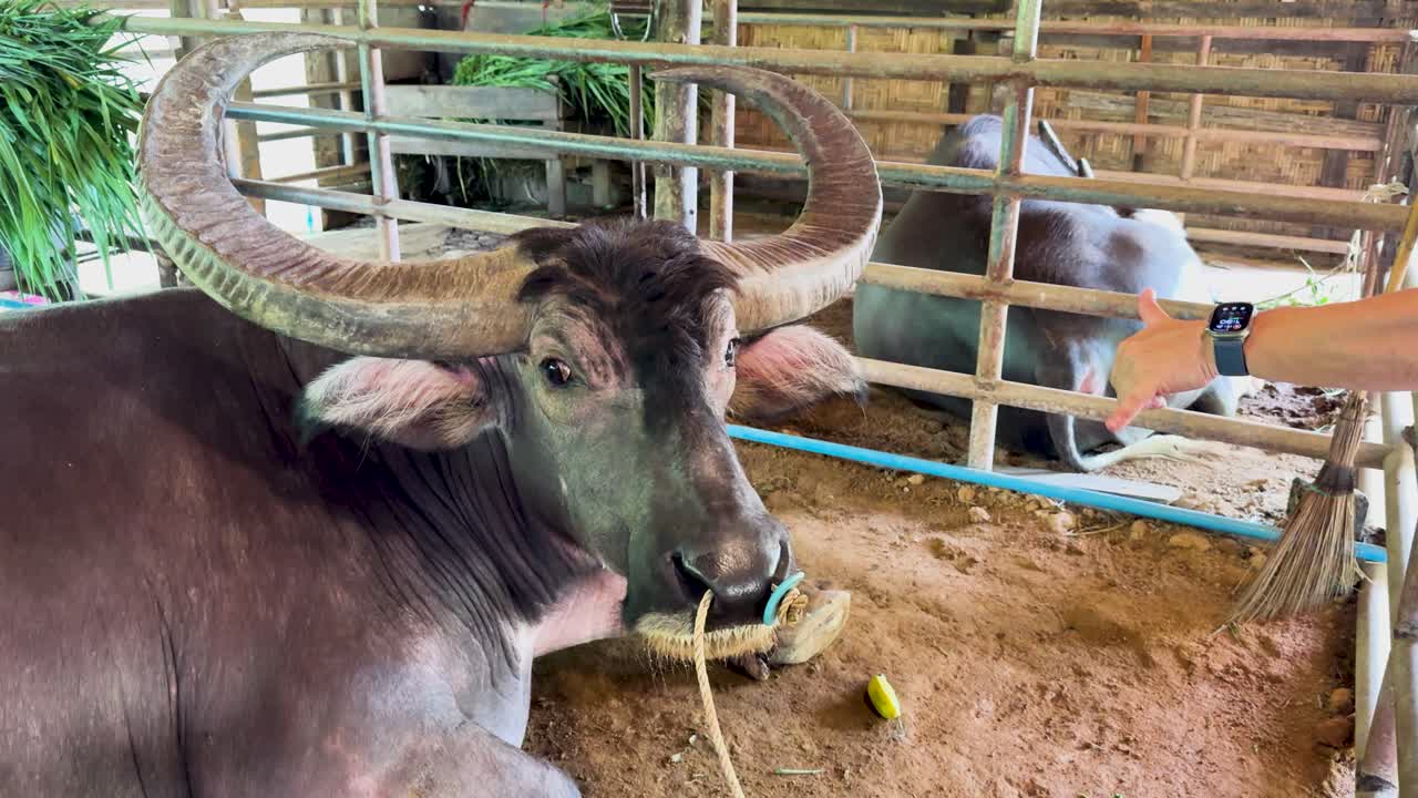 A water buffalo chews calmly as a hand gestures nearby in a rustic farm setting with natural lighting