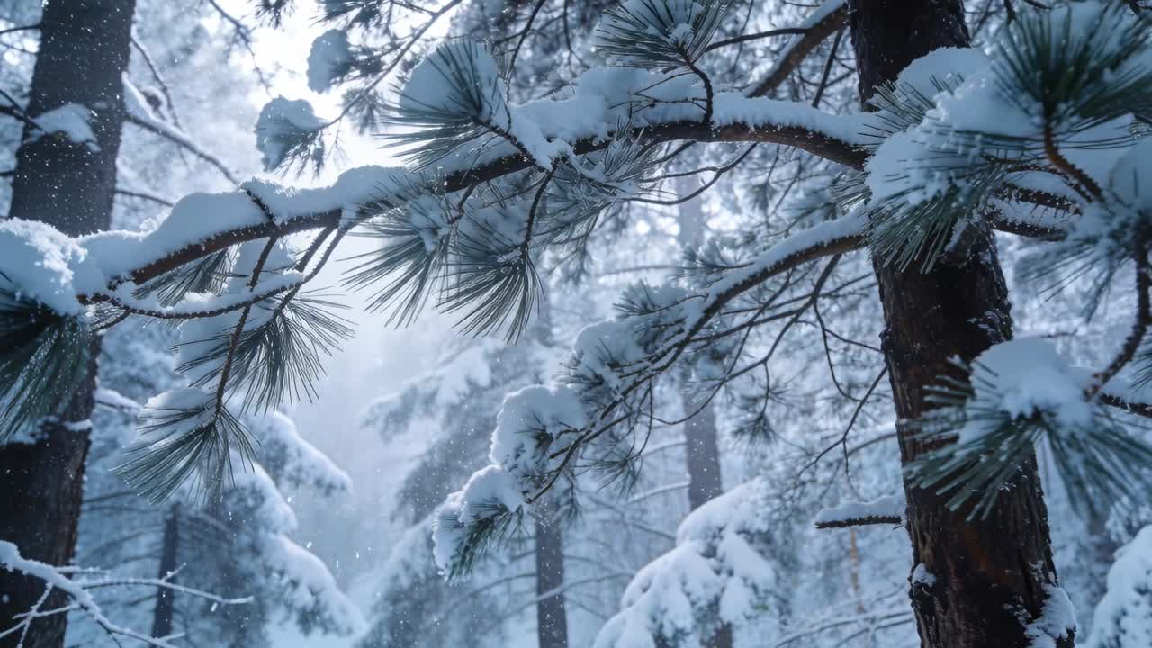 Kołysząca się zaśnieżona gałąź sosny zrzucająca kępki i osadzająca się pod wpływem delikatnego wiatru w lesie sosnowym, światło konturowe.