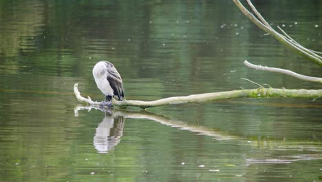 a young pied shag sitting on a branch hanging low over some still water while looking around and flapping it's wings
