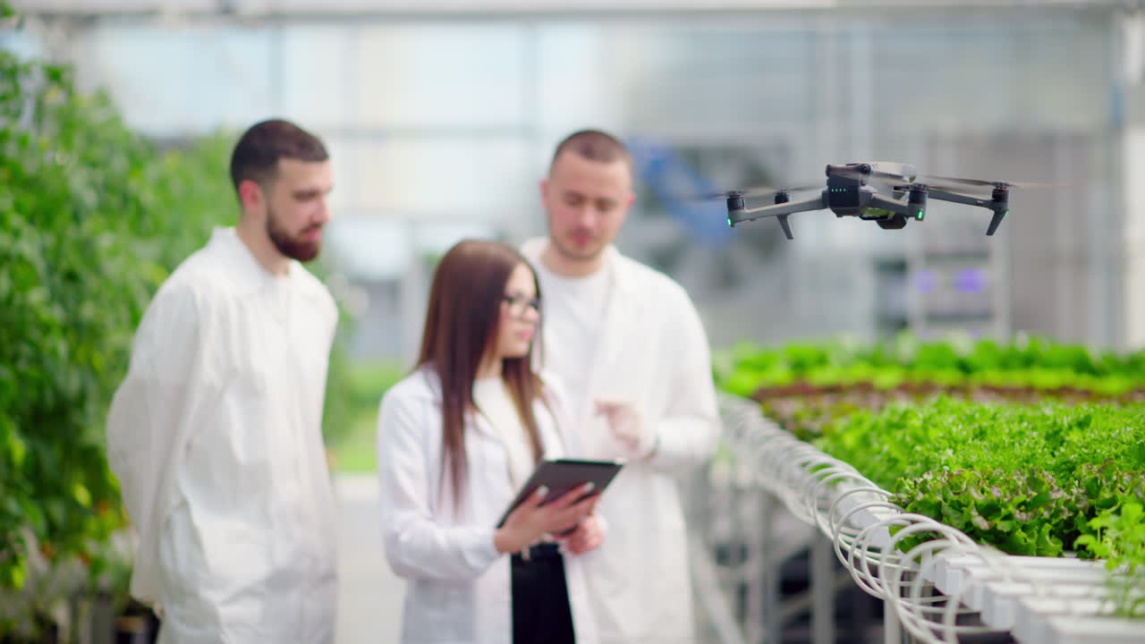 Drone filming three laboratory technicians in white coats working with plants grown with the Hydroponic method in a greenhouse