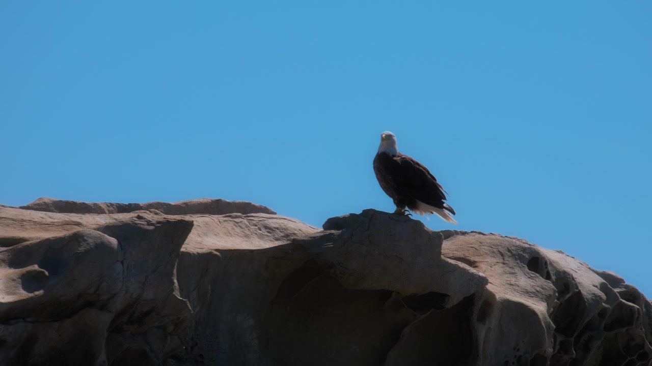 Aquila calva in piedi su una roccia contro lo sfondo del cielo blu. Movimento lento