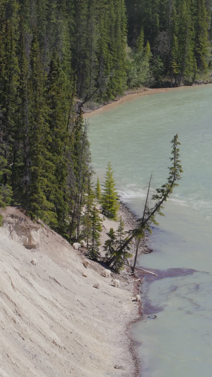 Capre di montagna che bevono acqua lungo un fiume nel Parco Nazionale di Jasper, Canada.