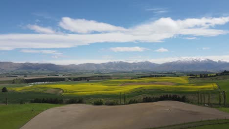 Bright-yellow-fields-of-flowering-rapeseed-with-a-green-pasture-and-mountain-background