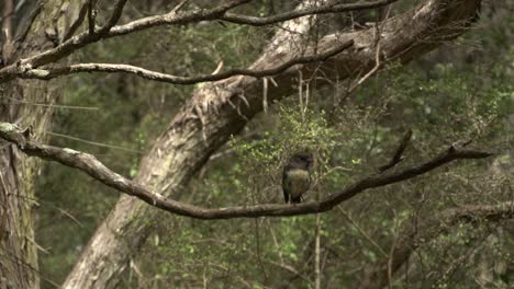 Little-yellow-bird-is-flying-away