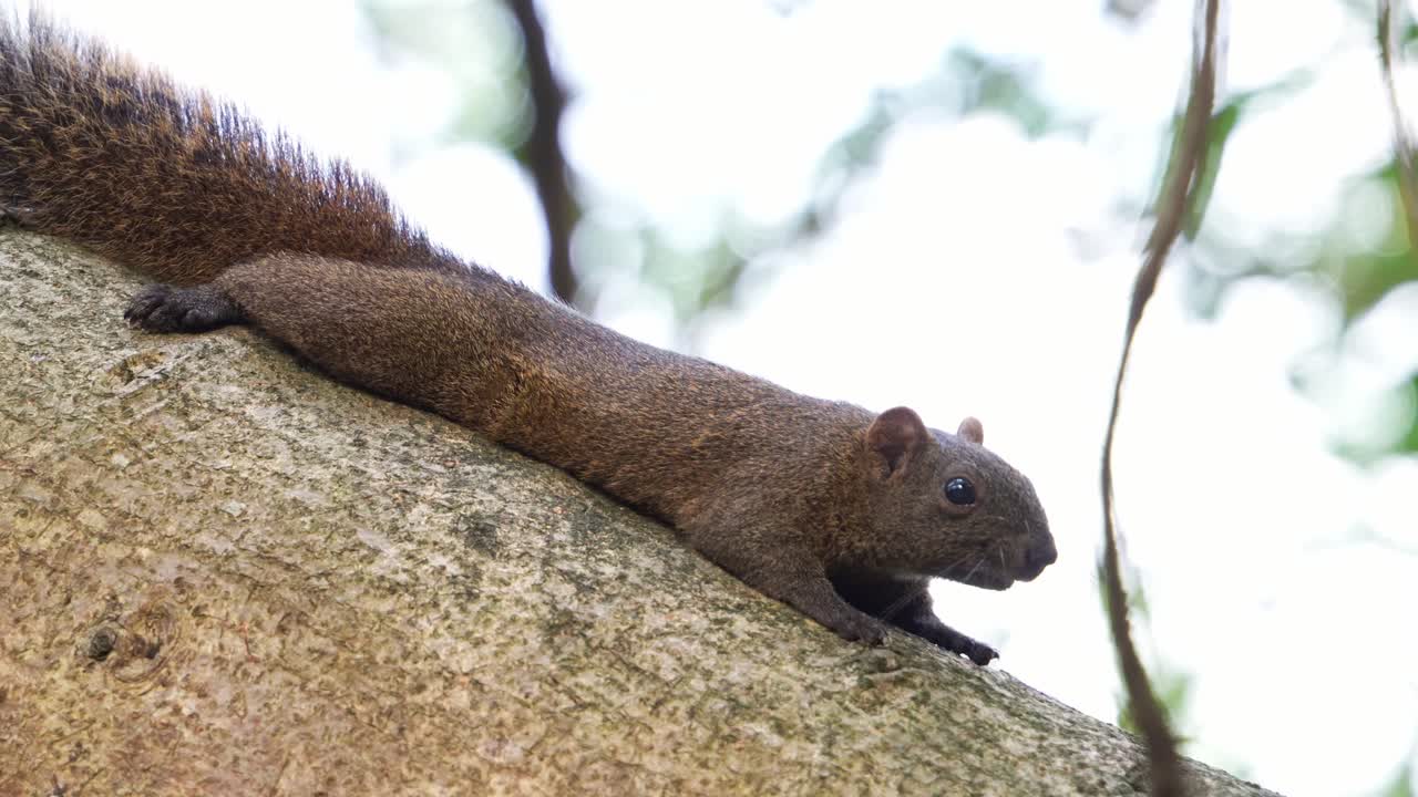 fotografía de cerca de una pequeña y linda ardilla de pallas tendida y descansando en la rama de un árbol