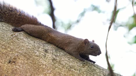 Close-up-shot-of-a-cute-small-pallas's-squirrel-lying-prone-and-resting-on-tree-branch