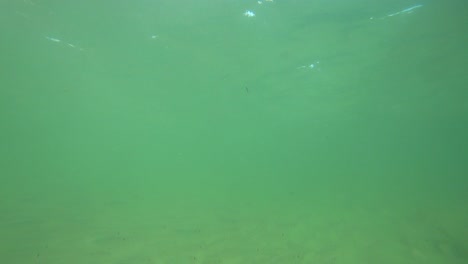 increíble shoar cerca de la playa de mahahual en méxico