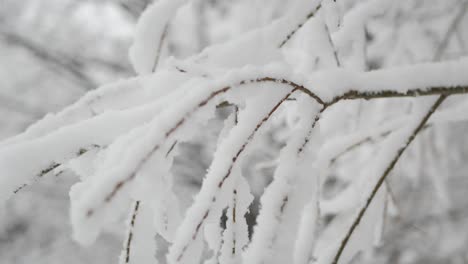 Bare-branches-covered-with-fresh-snow-on-cloudy-day