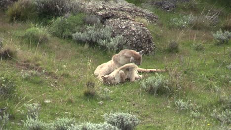 Puma-cubs-playing-and-wrestling-together-on-the-green-grass,-one-walking-away---Close-up