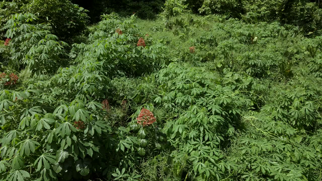 Pianta arancione che cresce in una foresta verde rigogliosa sotto la luce del sole