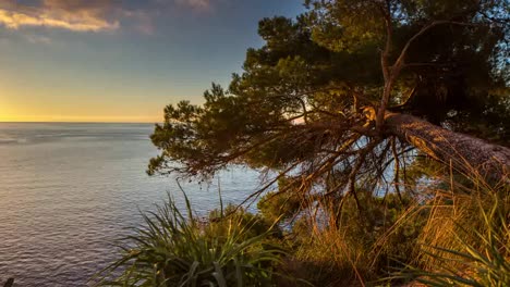 Umgestürzter-Baum-Sonnenuntergang-4k-02