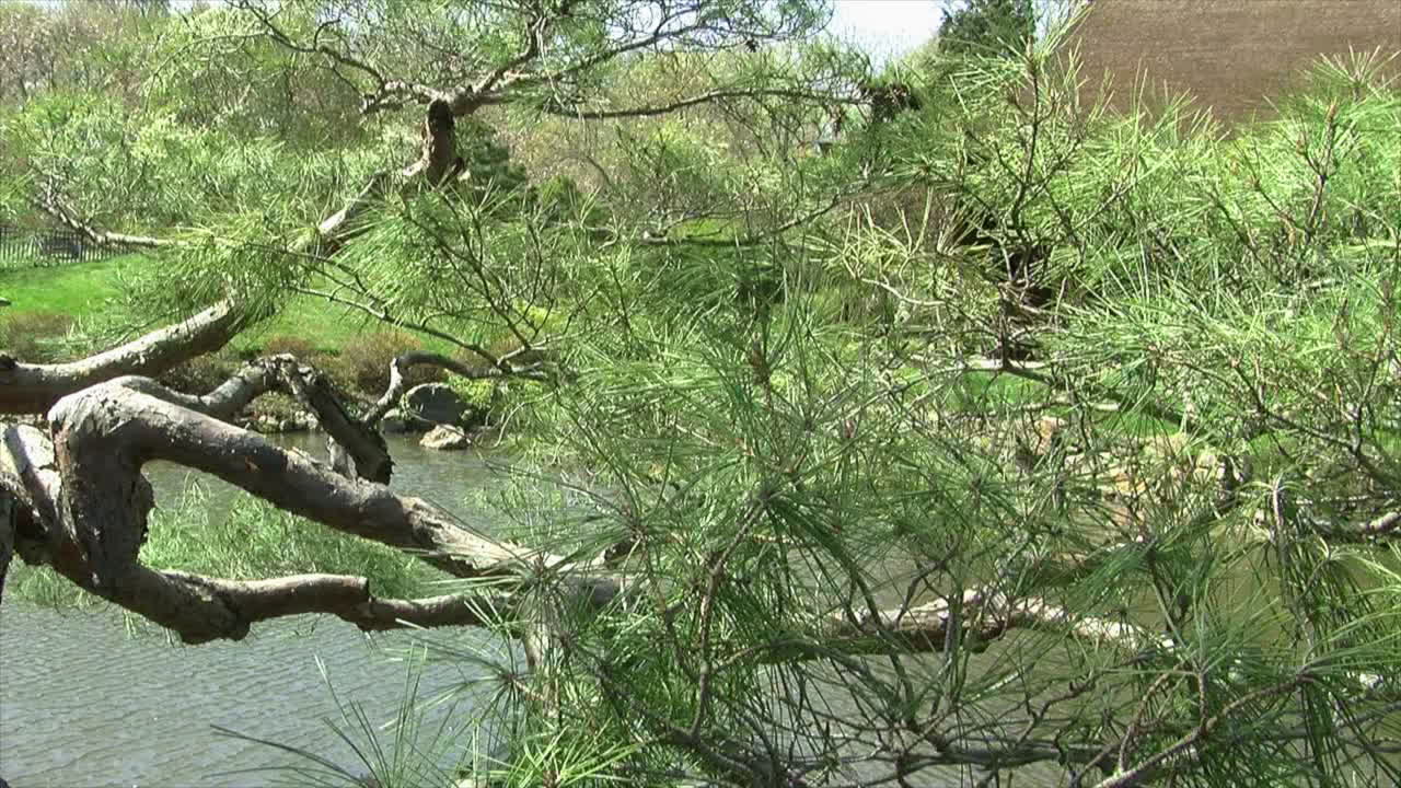 стреловидный снимок грузовика слева с изображением японского сада с прудом и сосной в стиле ниваки на переднем плане