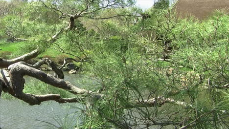 Camiones-De-Foque-A-La-Izquierda-Que-Muestran-Un-Jardín-Japonés-Con-Un-Estanque-Y-Un-Pino-Estilo-Niwaki-En-Primer-Plano