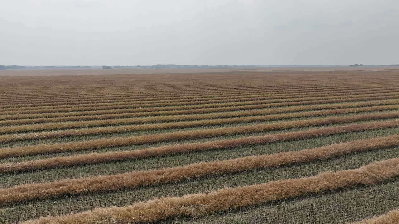 Drone flying over a field of curing canola swathes