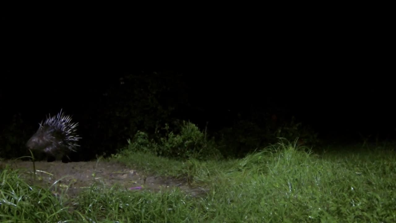 Asian porcupines are huge. it takes time to find them in the wild.