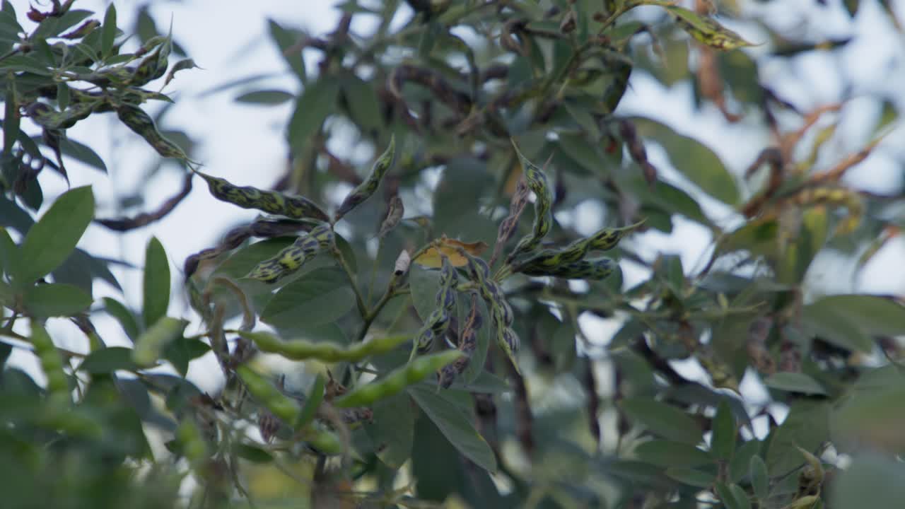 A cluster of pigeon peas fruit (Legume) with green leaves in the garden under a blurry sky