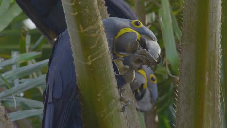 blaue aras auf einem buriti-baum im pantanal - einer isst eine frucht