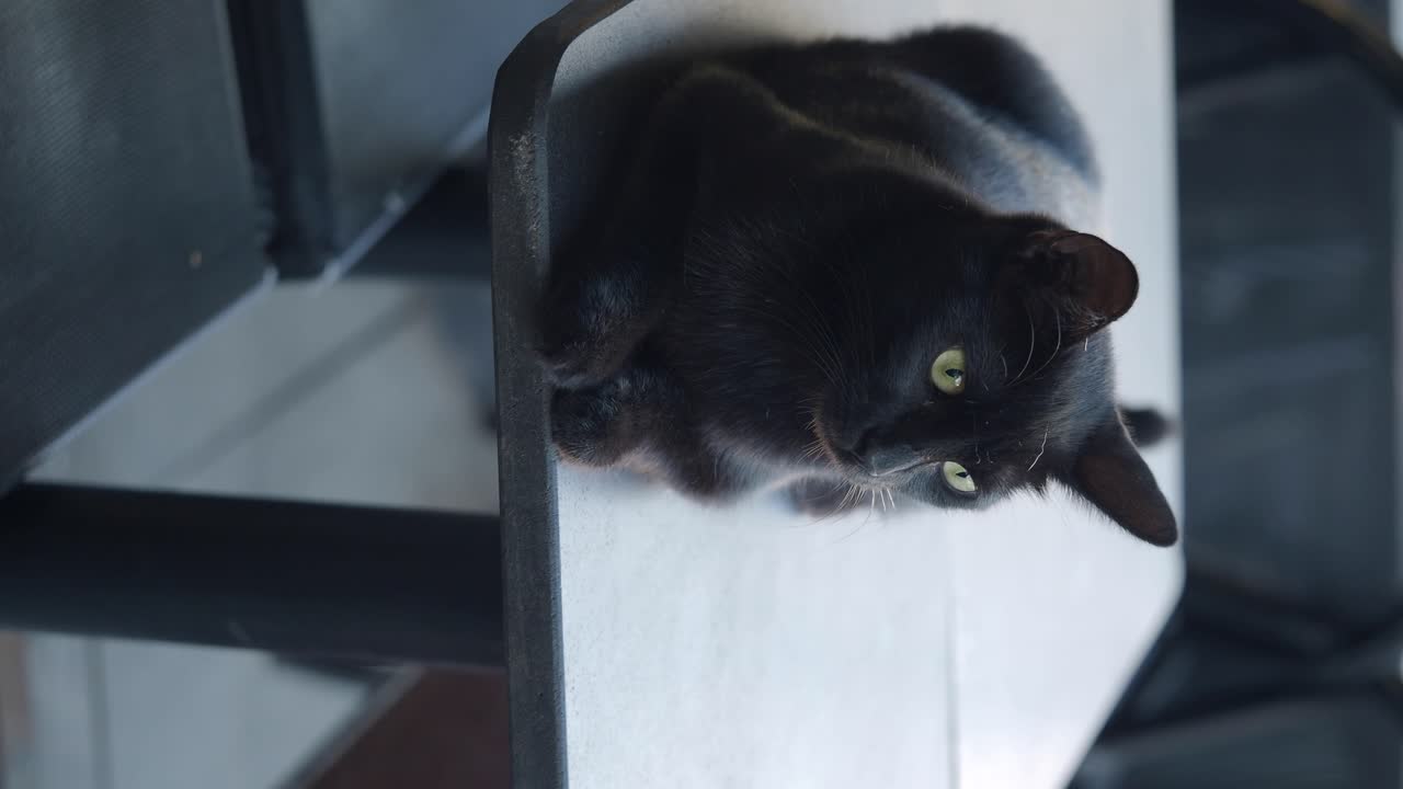 Black cat lying on a table
