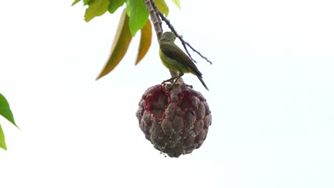 beautiful female sunbird spotted perching atop of a red custard apple fruit in the backyard, wondering around the surroundings, spread its wings and fly away, close up shot