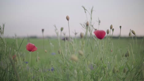 red poppy on green field with blurred background