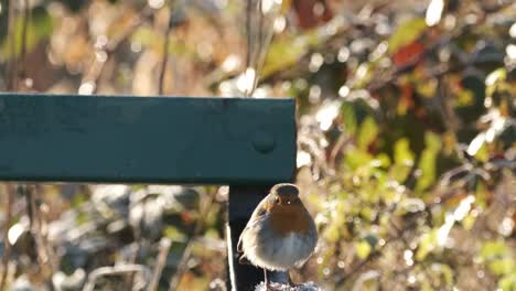 Robin-Bird-Frosty-Bench-Wild-Slow-Motion