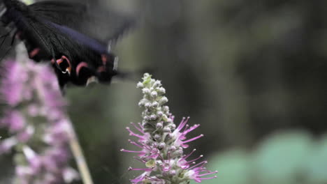 Slow-Motion-Black-Huge-Butterfly