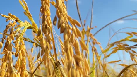 rice crop growing on sunny day, macro close up motion view