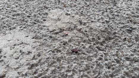 Close-up-shot-of-Frenetic-black-ants-colony-on-sand-ground