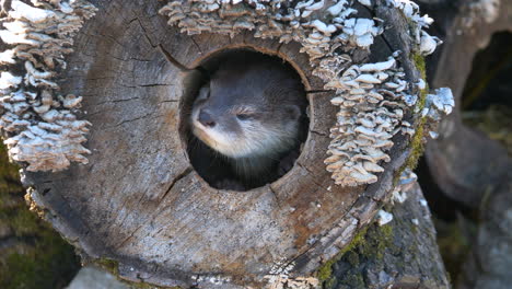 cute beaver resting in hole of wooden trunk during sunny day,close up shot