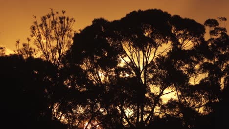 el horario del amanecer australiano con el sol saliendo detrás de los grandes árboles de goma australia maffra gippsland victoria