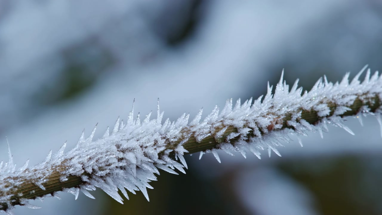 fredfyldt vinterlandskab med en frostbeklædt gren med iskrystaller, fanget i et nærbillede fra en let forhøjet vinkel, der viser den naturlige skønhed på en kold, rolig dag