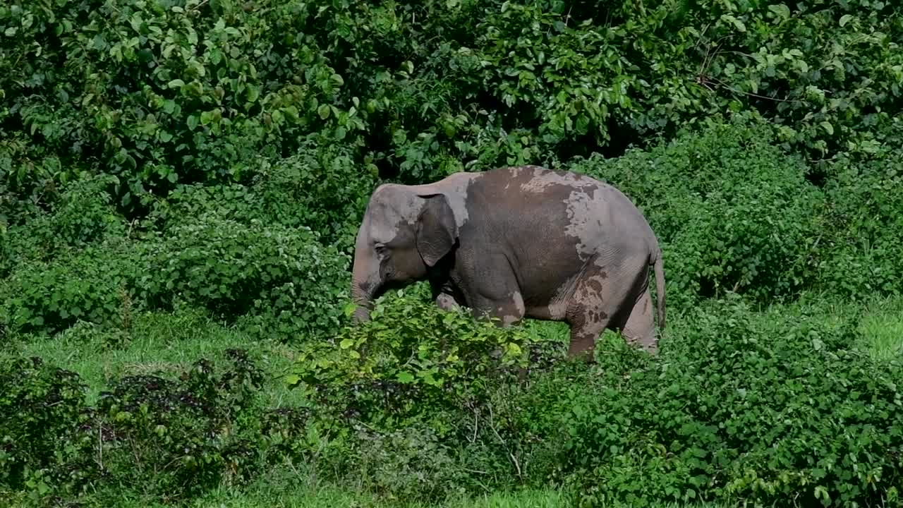 The Asiatic Elephants are endangered species and they are also residents of Thailand