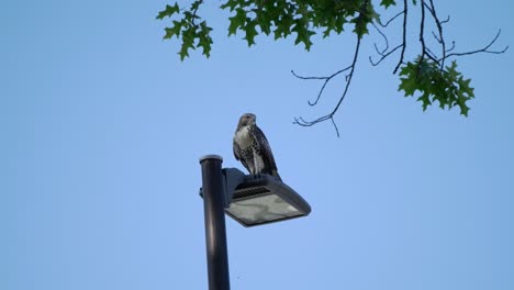 A-Red-Tailed-Hawk-perches-on-a-street-light-against-a-blue-sky-as-thin-branches-hang-in-the-foreground