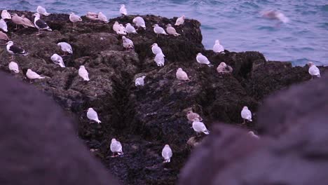 la gaviota se sienta en la roca en la orilla del mar en islandia