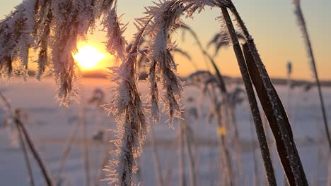 Eiskristalle-Auf-Schönem-Gefrorenem-Meeresschilf-Bei-Goldenem-Morgensonnenaufgang,-Nahes-Makro