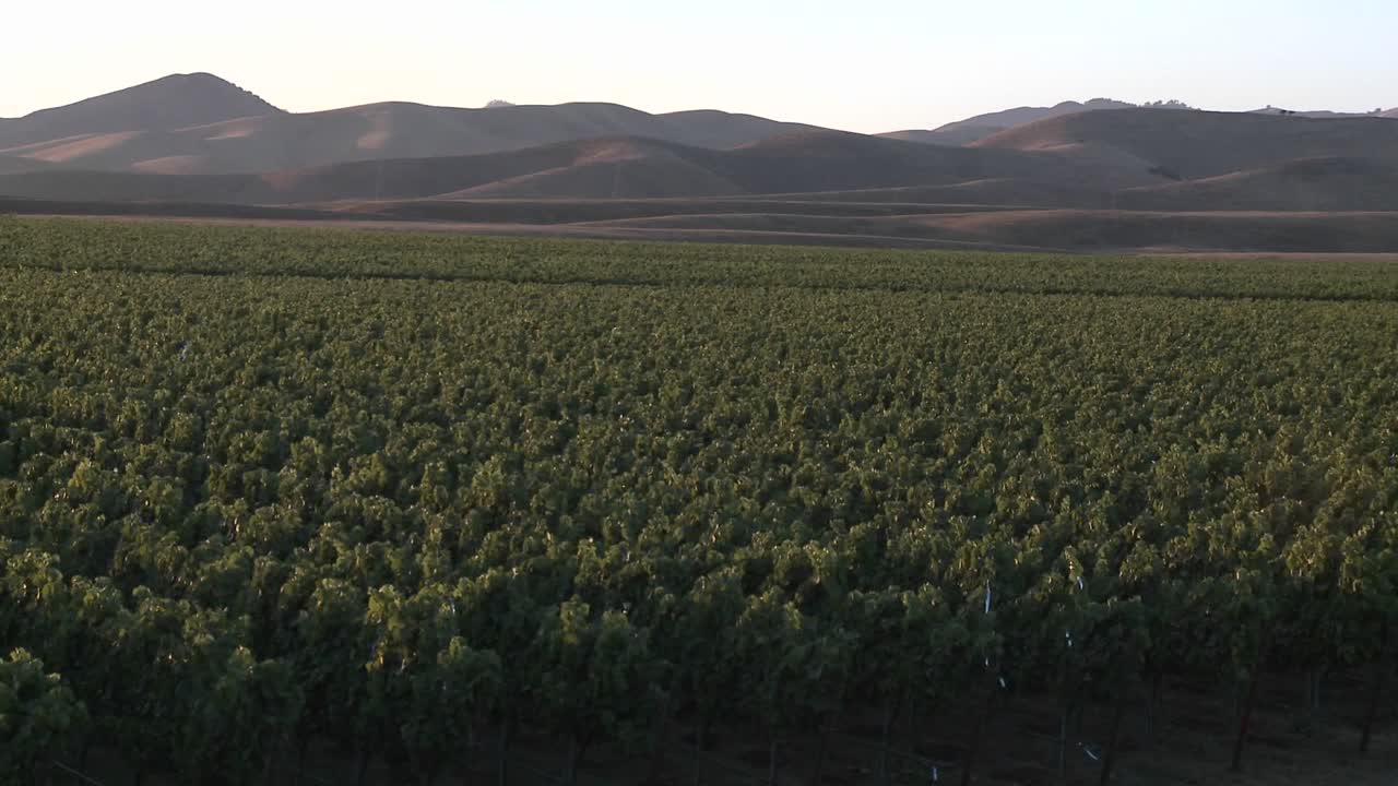 pan a través de un viñedo en la región vinícola del valle de salinas, el condado de monterey, california