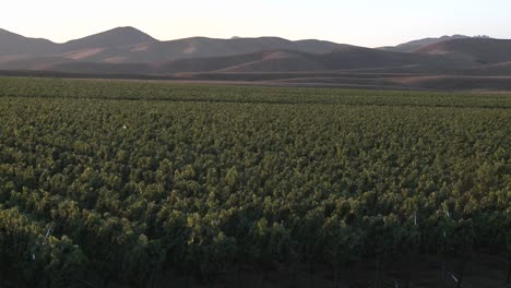 Pan-A-Través-De-Un-Viñedo-En-La-Región-Vinícola-Del-Valle-De-Salinas,-Condado-De-Monterey,-California