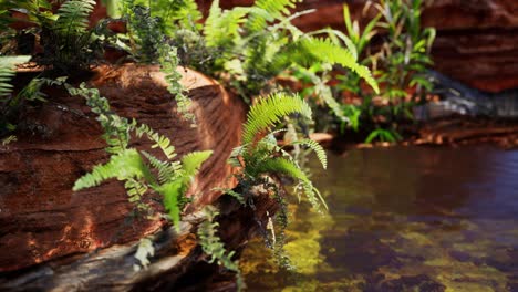 tropical-golden-pond-with-rocks-and-green-plants