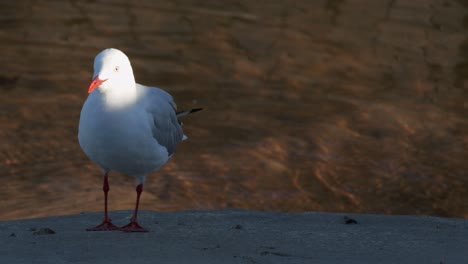 a seagull stands on a concrete edge near water, occasionally preening its feathers. warm, low-angle sunlight creates dramatic shadows and highlights. static camera