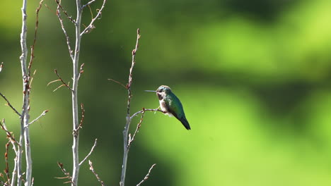 Filmischer-Kolibri,-Rubinroter-Kehlkopf,-Schöner-Morgen,-Blauer-Himmel,-Frühling,-Sommer-In-Colorado,-USA,-Immergrüner-Schleier,-Natur,-Flug,-Zeitlupe,-Abseits-Von-Aspen-Baumzweig,-Telezoom,-Nahaufnahme,-Tiefe