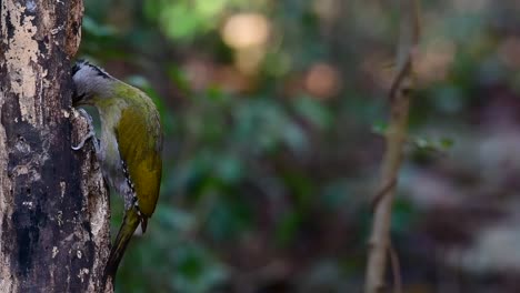 el pájaro carpintero de cabeza gris también se llama pájaro carpintero de cara gris se encuentra en muchos parques nacionales en tailandia y es muy particular en la elección de su hábitat para que prospere