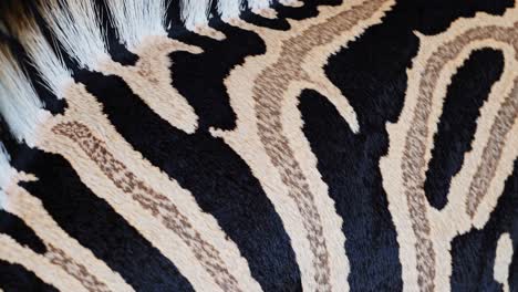 zebra skin texture