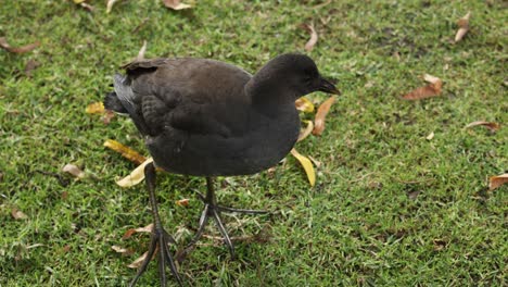 dusky moorhen foraging on grassy ground