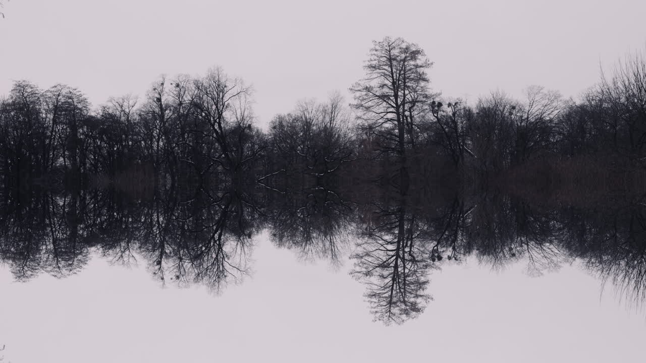 Reflection of Bare Trees in a Calm Winter Lake