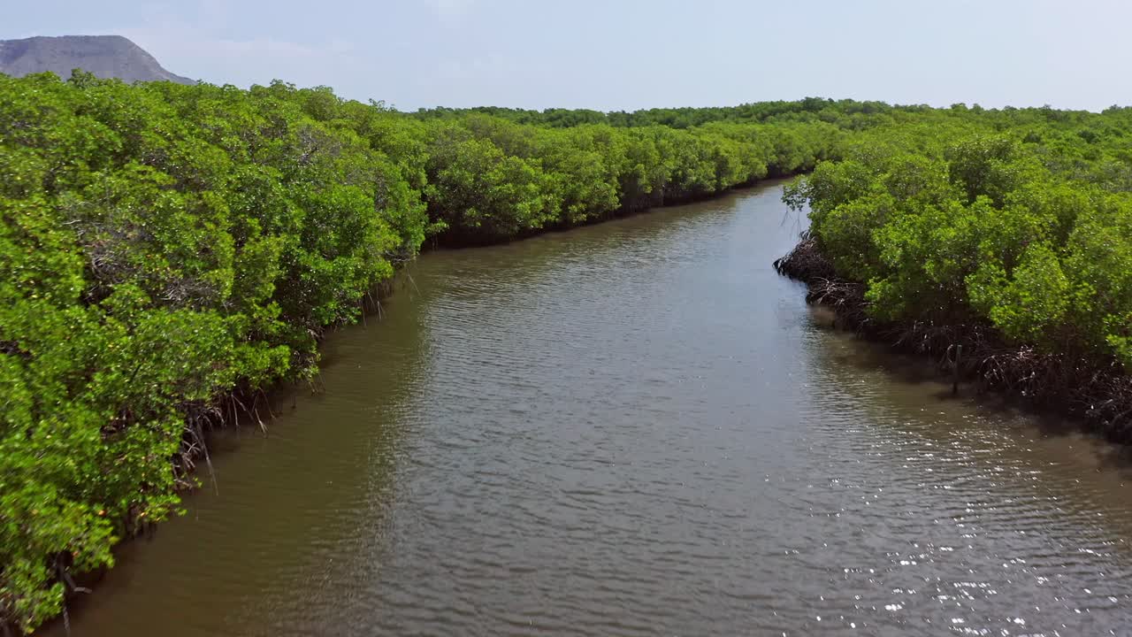 몬테 크리스티 국립 공원의 건강한 맹그로브 숲