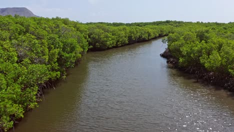 healthy mangrove forests of monte cristi national park